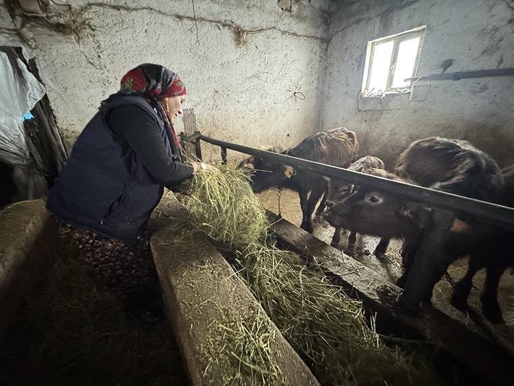 Hakkari’de kadın girişimcinin manda serüveni: 5 mandadan 20’ye