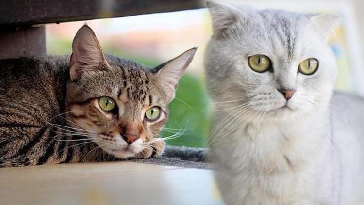 Kediniz sandığınızdan çok daha yaşlı olabilir Meğer yıllardır yanlış hesaplıyormuşuz