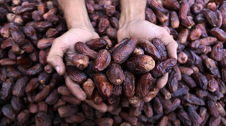 Hurma nasıl kurutulur Ramazan sofralarının vazgeçilmezi