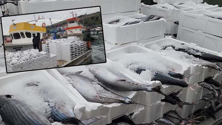 Tekirdağda bereket yaşanıyor, tanesi 2 bin 500 TL En faydalı balıklardan, kalp ve damarları koruyor