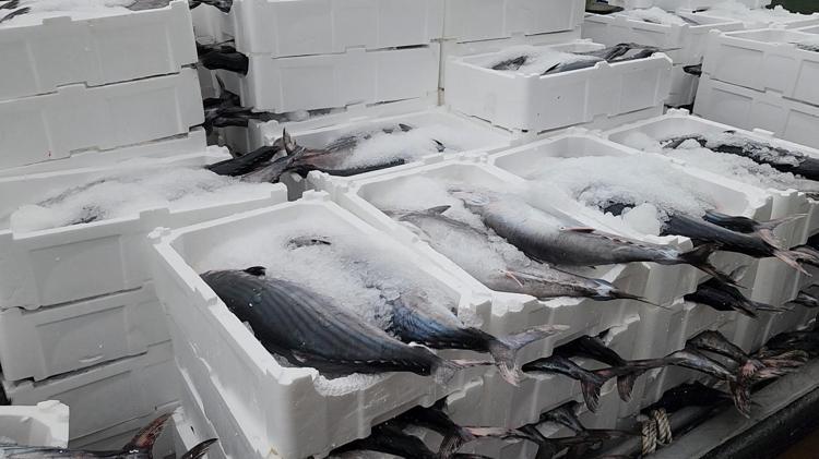 TORİK FAYDALARI NELERDİR