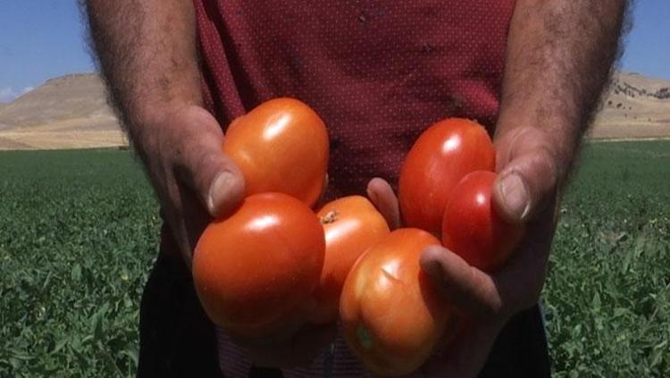 Kahvaltıların vazgeçilmezi ama çok zararlı Domates yemeden önce iki kez düşünün