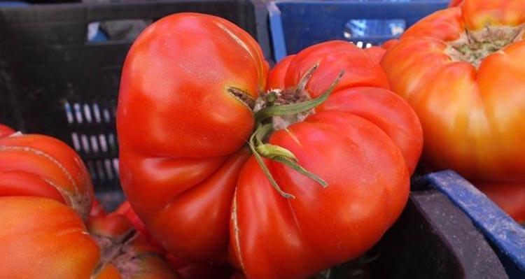 DOMATESİN BESİN DEĞERİ