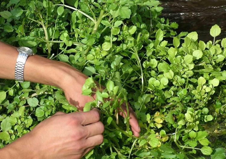 Yol kenarında görüp geçiyoruz ama aslında tam bir mucize: Dünyanın en sağlıklı sebzesi seçildi