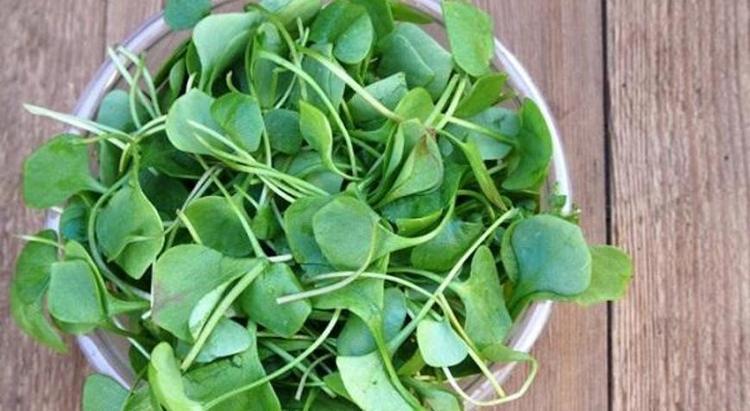 Yol kenarında görüp geçiyoruz ama aslında tam bir mucize: Dünyanın en sağlıklı sebzesi seçildi