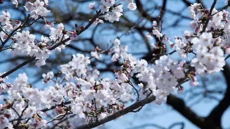 İLK CEMRE NE ZAMAN DÜŞECEK