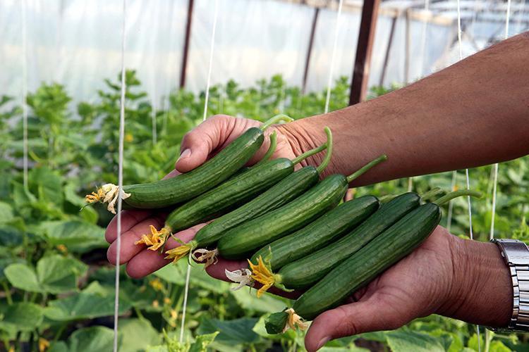 Domates ve salatalıktaki görünmez tehlike Sadece suyla yıkamak yetmiyormuş