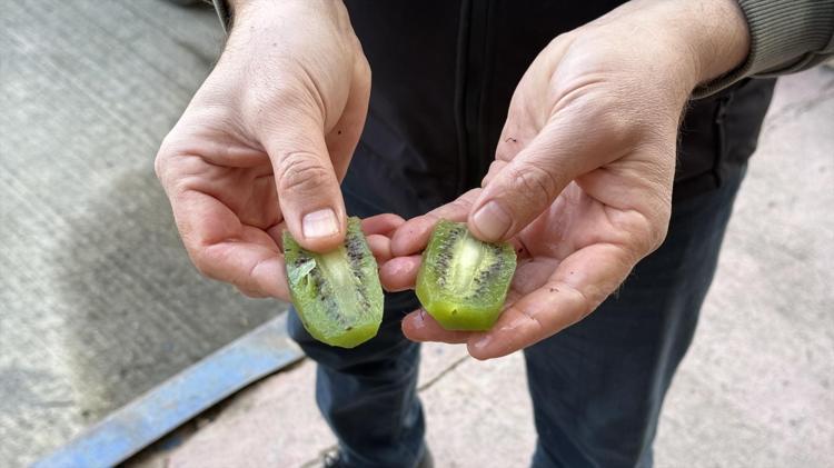 İznikten Avrupaya açılan kapı Tanesi 220 gram, görenler şoke oluyor