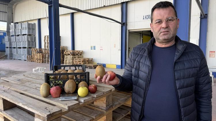 İznikten Avrupaya açılan kapı Tanesi 220 gram, görenler şoke oluyor