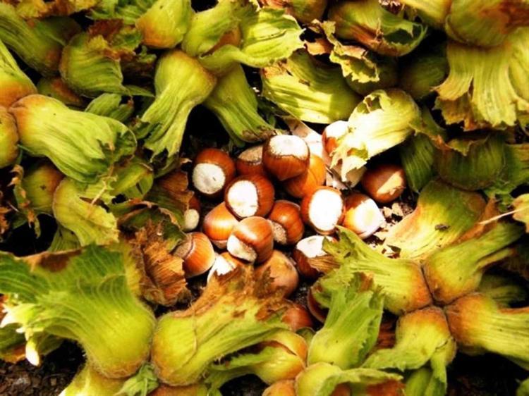 Tarladan rafa dehşet veren uçurum: Kilosu 250 liradan 1600 liraya nasıl çıkıyor
