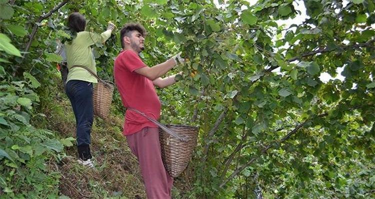Tarladan rafa dehşet veren uçurum: Kilosu 250 liradan 1600 liraya nasıl çıkıyor