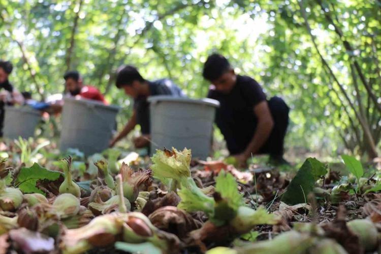 Tarladan rafa dehşet veren uçurum: Kilosu 250 liradan 1600 liraya nasıl çıkıyor