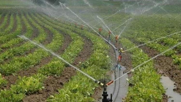 Tarladaki kaçak elektrik cebimizi çarpıyor En büyük sorun mısır sulamasında