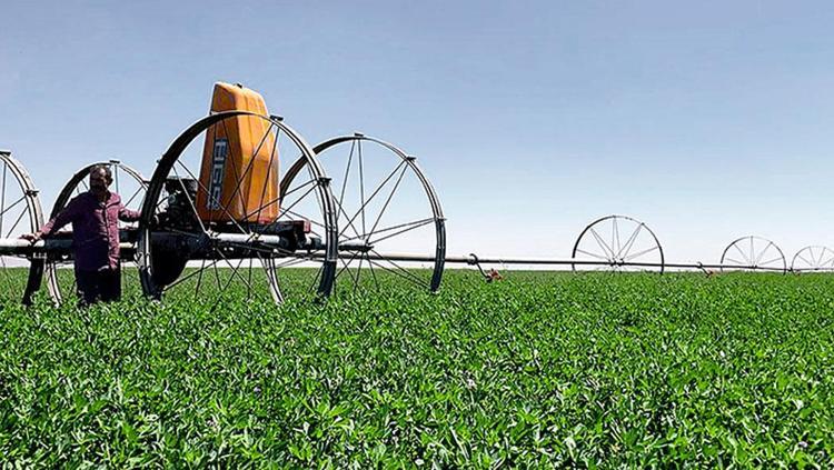 MISIR EKİMİ BÜYÜK SORUN