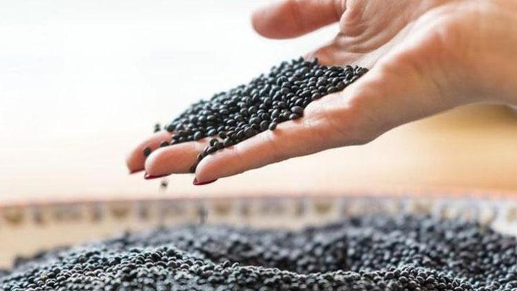 2026nın süper gıdası belli oldu Tam bir sağlık deposu, siyah altın olarak biliniyor