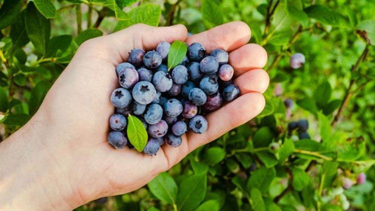 Vücutta biriken yağı kazıyıp atıyor Metabolizmayı harekete geçiriyor, iştahı baskılıyor