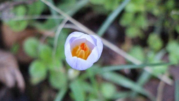 Karların erimesiyle ortaya çıktı Dağlarda yetişiyor, milli servet değeri taşıyor