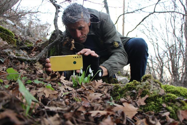 Karların erimesiyle ortaya çıktı Dağlarda yetişiyor, milli servet değeri taşıyor