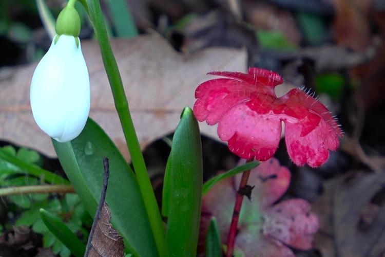 Karların erimesiyle ortaya çıktı Dağlarda yetişiyor, milli servet değeri taşıyor