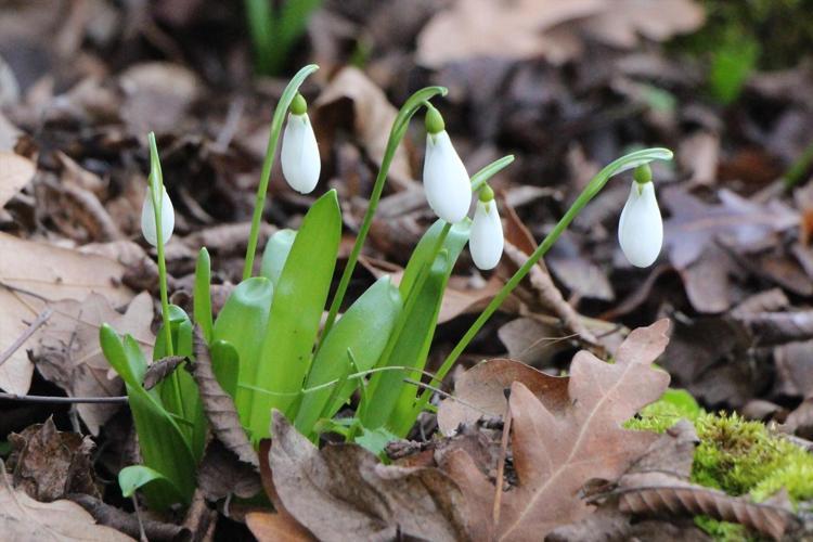 AVRUPA KITASINDA 15 BİN, ANADOLU COĞRAFYASINDA 12 BİN BİTKİ VAR