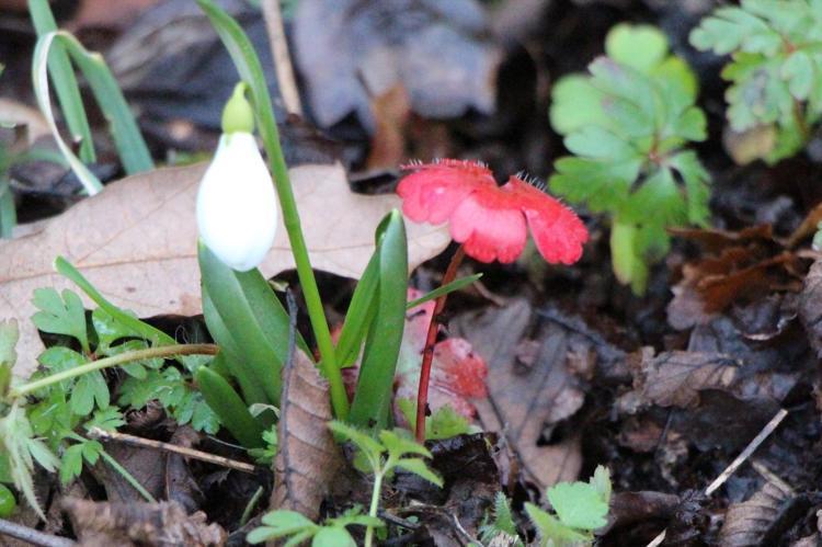 Karların erimesiyle ortaya çıktı Dağlarda yetişiyor, milli servet değeri taşıyor