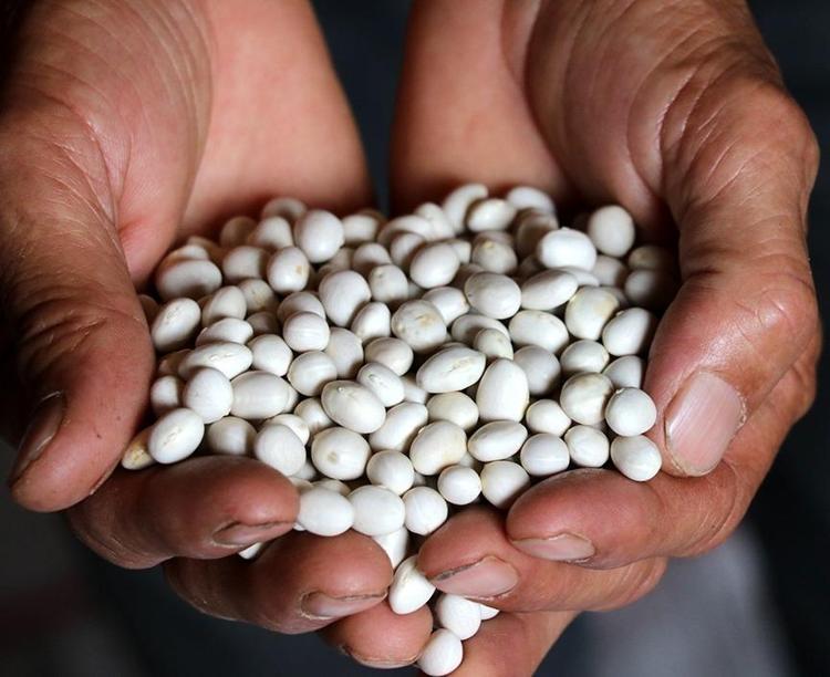 Kuru fasulyeyi böyle pişirin İçine 1 parça atınca lezzetini 10 kat artırıyor, gazını alıp lokum gibi yapıyor