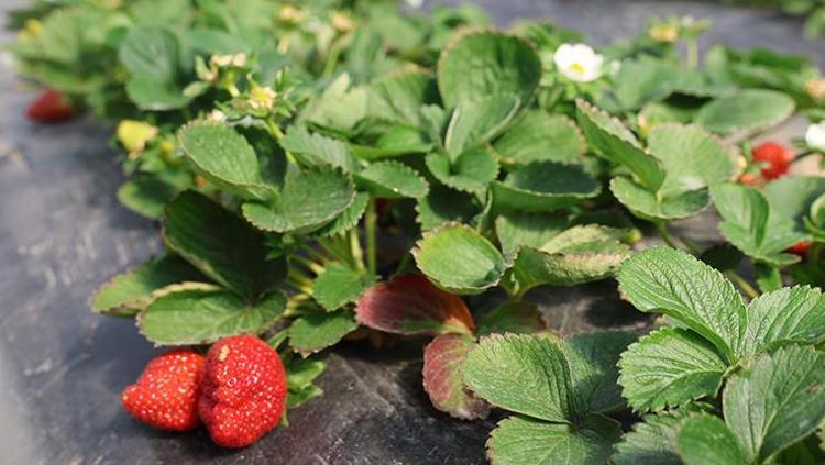 Portakalda kaybettiği umudu o meyvede buldu Kilosunu 300 TLden kapış kapış satıyor