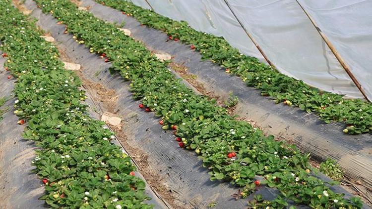 Portakalda kaybettiği umudu o meyvede buldu Kilosunu 300 TLden kapış kapış satıyor