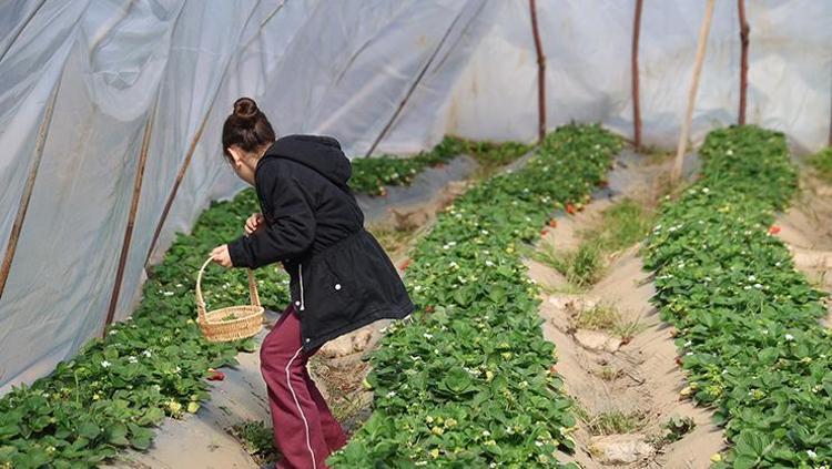 ÇİLEĞİN FAYDALARI NELER