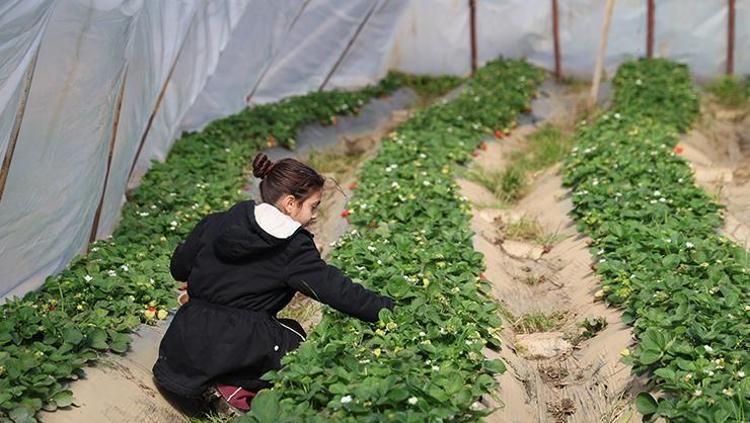 NARENCİYEDEN GELİR DÜŞÜNCE ÇİLEĞE YÖNELDİK