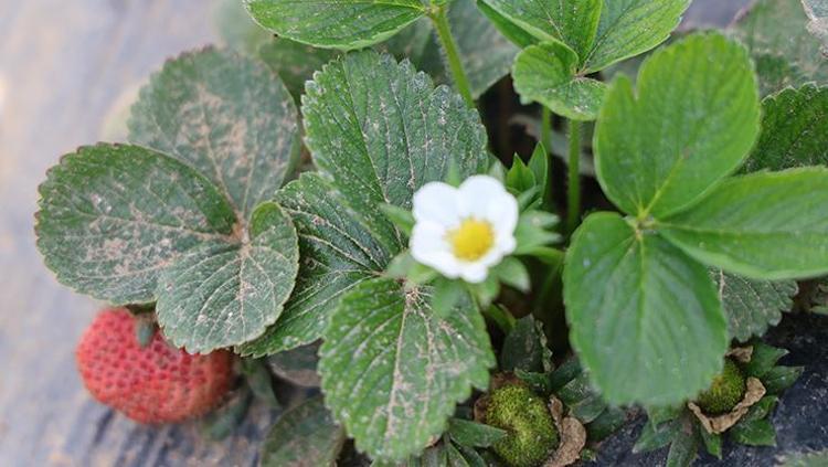 Portakalda kaybettiği umudu o meyvede buldu Kilosunu 300 TLden kapış kapış satıyor