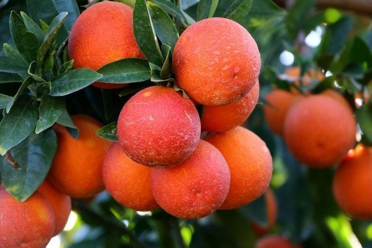 Kurutularak 12 ay tüketilebilir hâle getiriliyor Coğrafi işaretli lezzet kadın emeğiyle geleceğe taşınıyor