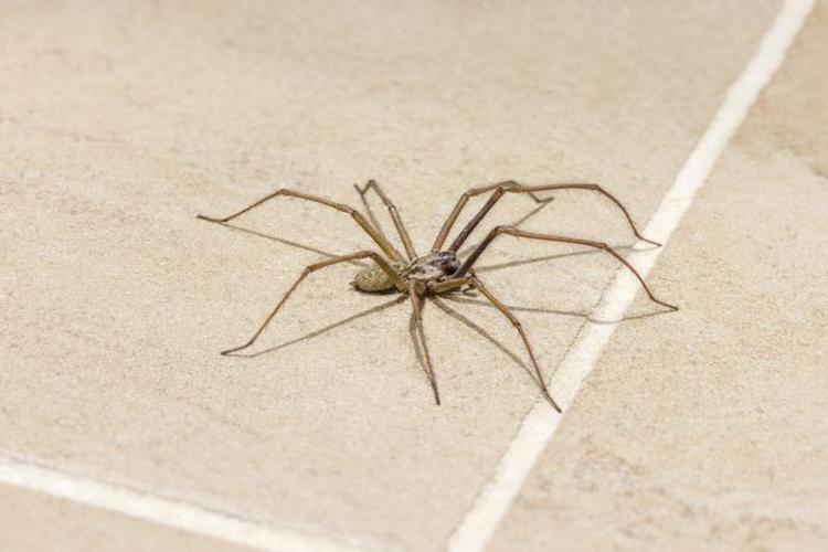 KÜRESEL GIDA GÜVENLİĞİNİN SİGORTASI