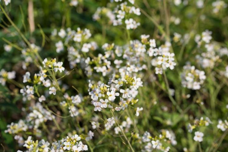Avrupa her yerde onu arıyor: Bahçenizdeki o bitkiyle karıştırmayın, servet değerinde