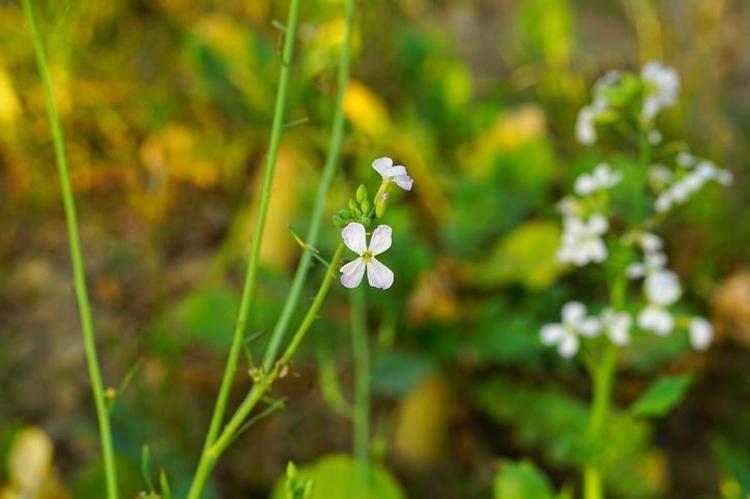 FİYATI DUDAK UÇUKLATIYOR: AKADEMİK TOHUMLAR SERVET DEĞERİNDE