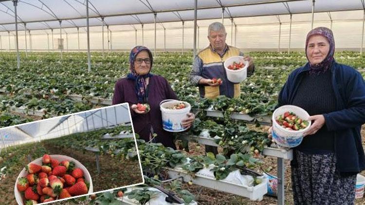 Silifkede örtü altında hasat başladı Kilosu 140 ile 160 TL arasında: Sabahın erken saatlerinde tek tek toplanıyor