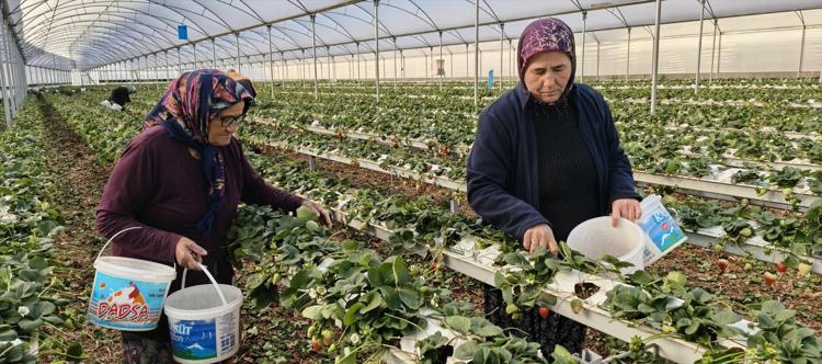 Silifkede örtü altında hasat başladı Kilosu 140 ile 160 TL arasında: Sabahın erken saatlerinde tek tek toplanıyor