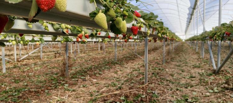 Silifkede örtü altında hasat başladı Kilosu 140 ile 160 TL arasında: Sabahın erken saatlerinde tek tek toplanıyor