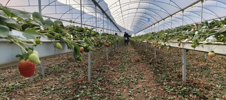 Silifkede örtü altında hasat başladı Kilosu 140 ile 160 TL arasında: Sabahın erken saatlerinde tek tek toplanıyor