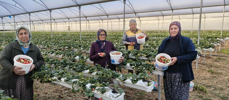Silifkede örtü altında hasat başladı Kilosu 140 ile 160 TL arasında: Sabahın erken saatlerinde tek tek toplanıyor