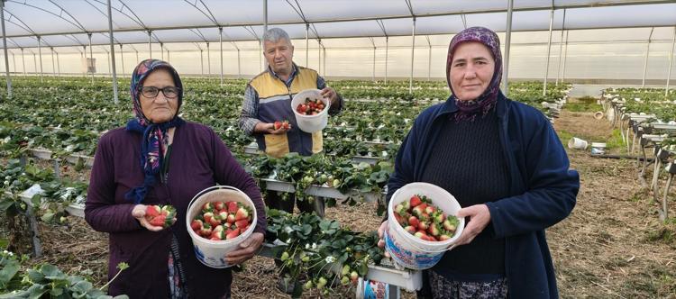 Silifkede örtü altında hasat başladı Kilosu 140 ile 160 TL arasında: Sabahın erken saatlerinde tek tek toplanıyor