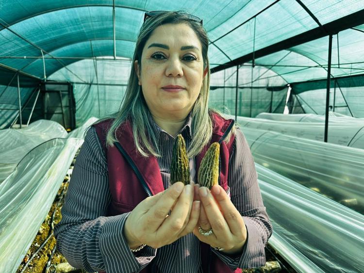 Kilosu 5 bin TLye satılıyor Doğada nadiren bulunuyor: Mersinde üretip kilo kilo satmayı öğrenecekler
