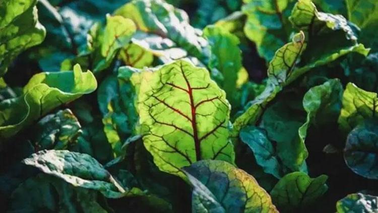 VÜCUDU ŞARJ EDEN 5 YEŞİL MUCİZE