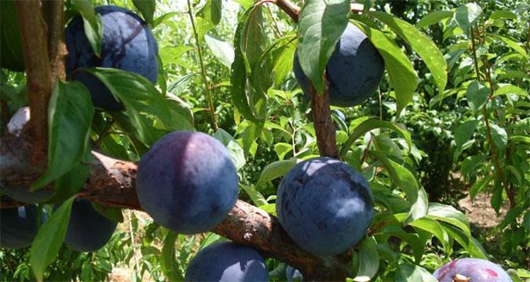 Halk arasında Japon eriği olarak biliniyor Marmelatını yapıp kaşık kaşık yiyin, damar sertliğine iyi geliyor
