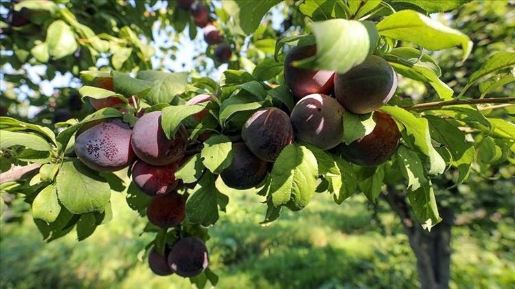 ERİK MARMELATI NASIL YAPILIR
