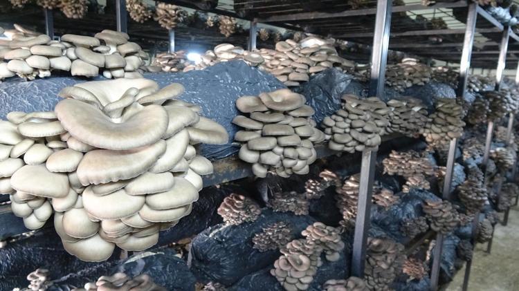 Çarşambada hasadı başladı Kemikleri beton gibi güçlendirip kolesterolü düşürüyor