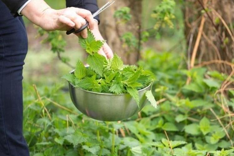 Yol kenarında görüp geçiyoruz ama tam bir eczane Bir fincanı bile yetiyor