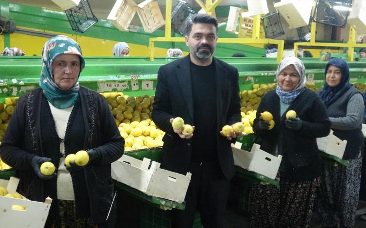 Mersinde hasadı bitiyor Kilosu 35 TL: Balkanlar, Rusya ve Orta Doğuya ihraç ediliyor: Dünyanın en güçlü c vitamini deposu, 70 derdin şifası
