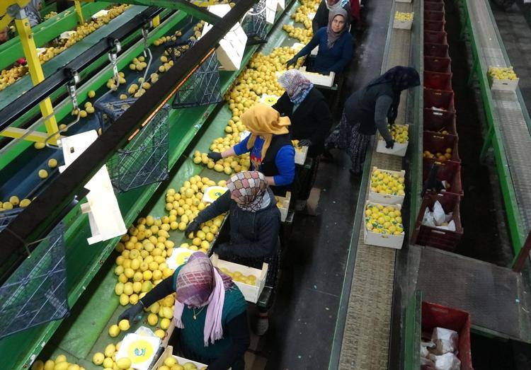 Mersinde hasadı bitiyor Kilosu 35 TL: Balkanlar, Rusya ve Orta Doğuya ihraç ediliyor: Dünyanın en güçlü c vitamini deposu, 70 derdin şifası