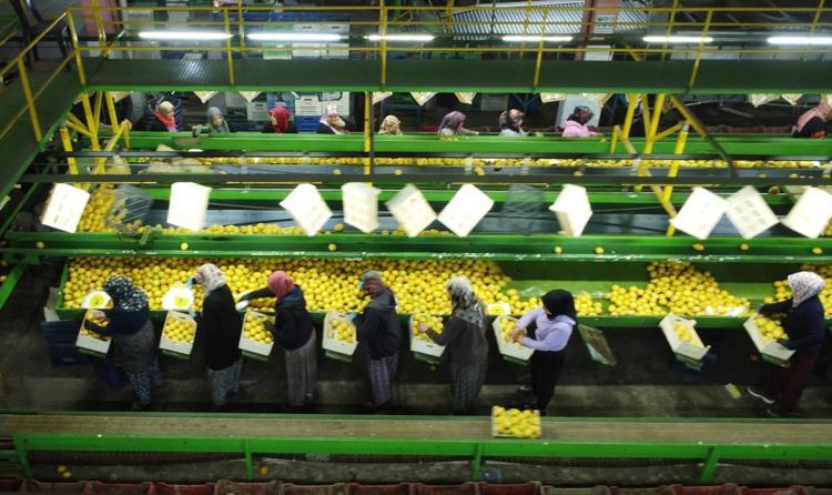 Mersinde hasadı bitiyor Kilosu 35 TL: Balkanlar, Rusya ve Orta Doğuya ihraç ediliyor: Dünyanın en güçlü c vitamini deposu, 70 derdin şifası